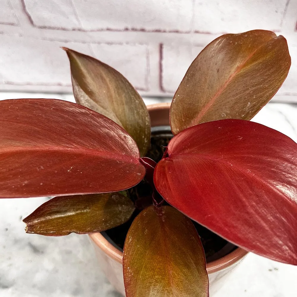 10 - 15cm Philodendron Red Sun House Plant 11cm Pot