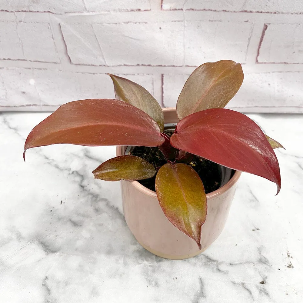 10 - 15cm Philodendron Red Sun House Plant 11cm Pot