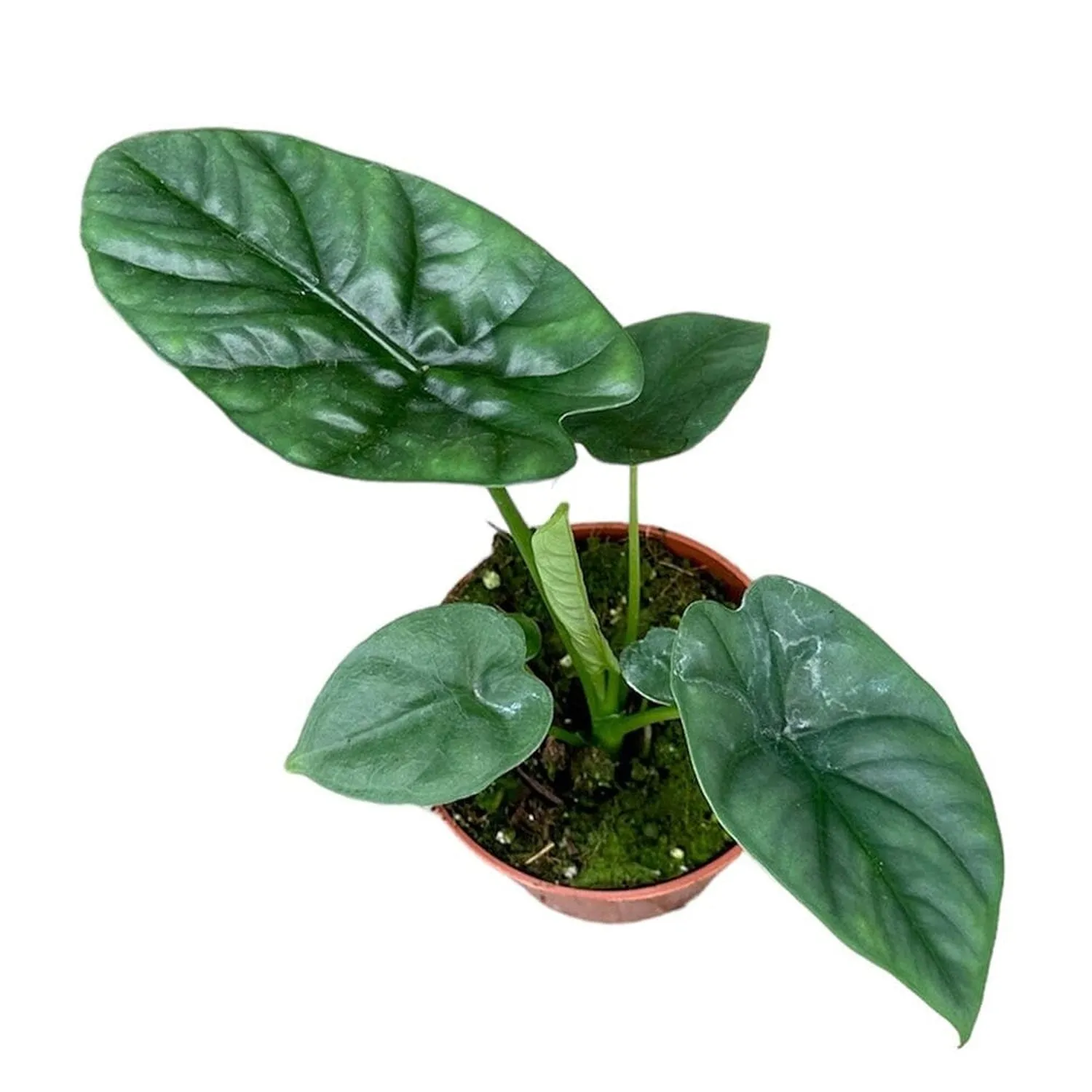 15 - 20cm Alocasia Lukiwan House Plant 10,5 cm Pot