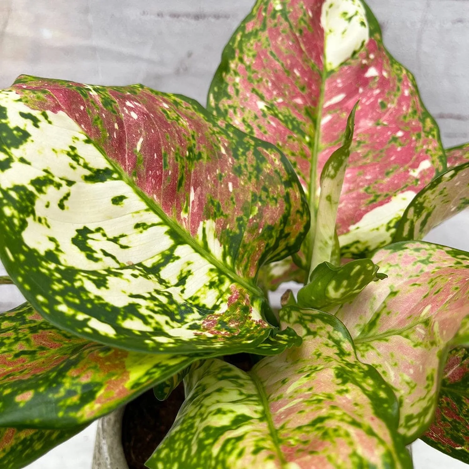 20 -  30cm Aglaonema Tricolour Chinese Evergreen 12cm Pot House Plant