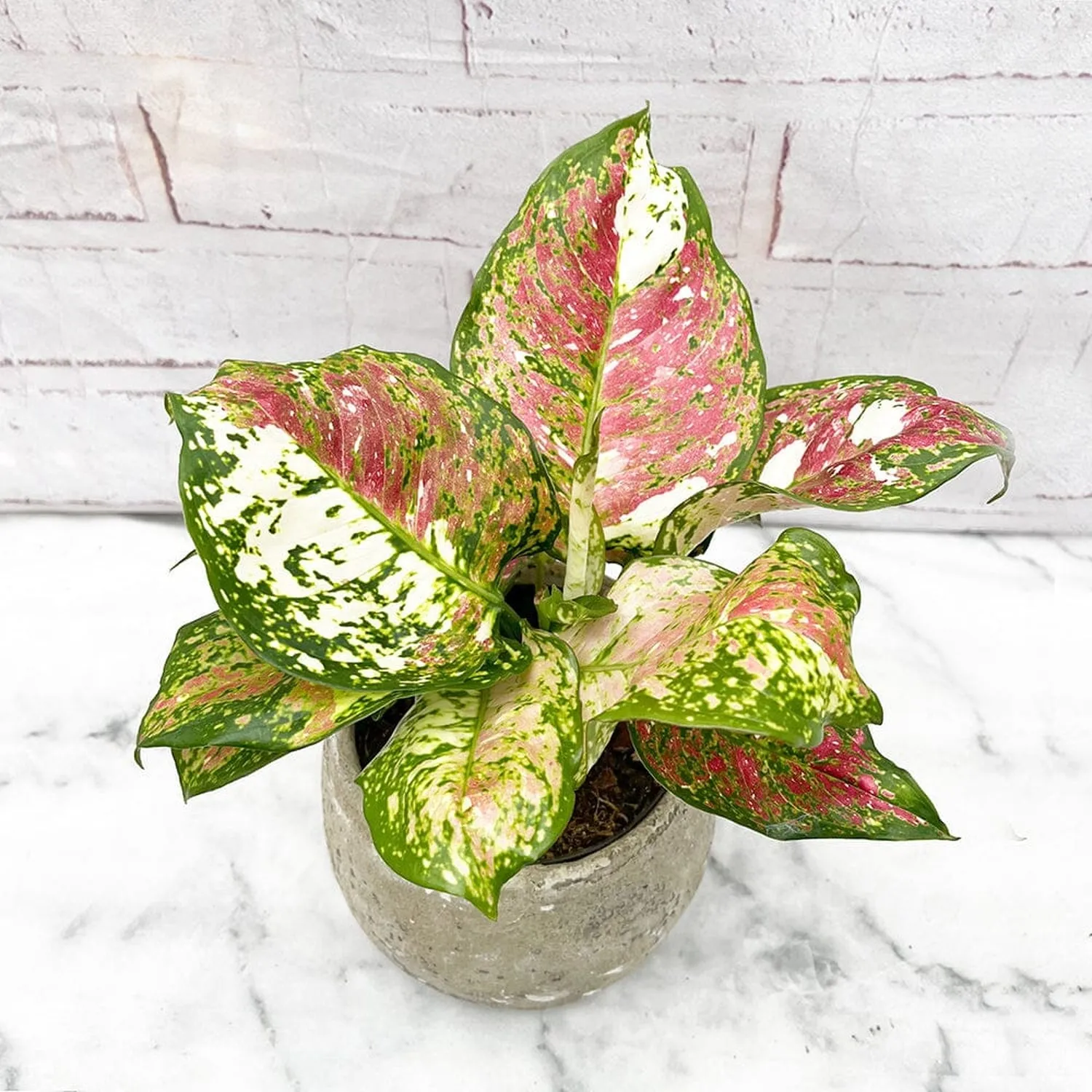 20 -  30cm Aglaonema Tricolour Chinese Evergreen 12cm Pot House Plant