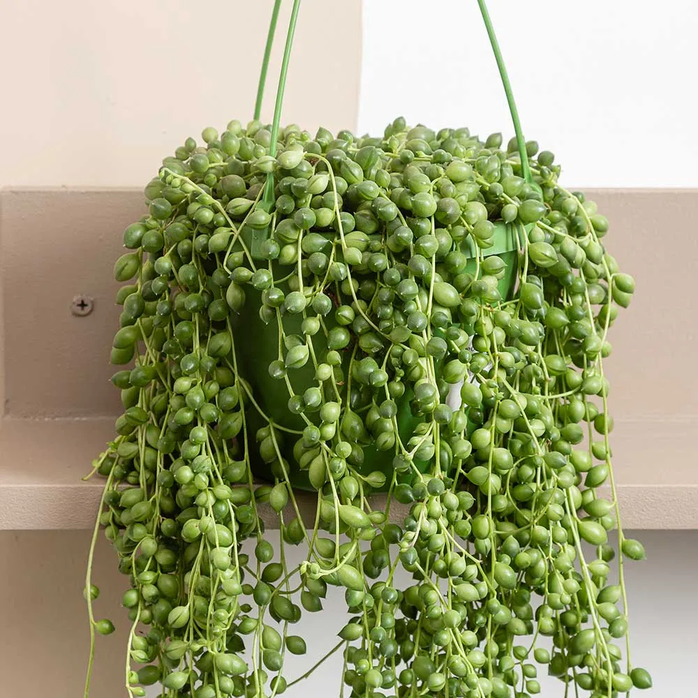 25 - 30cm String of Pearl in Hanging Pot Senecio Rowleyanus 14cm Pot House Plant