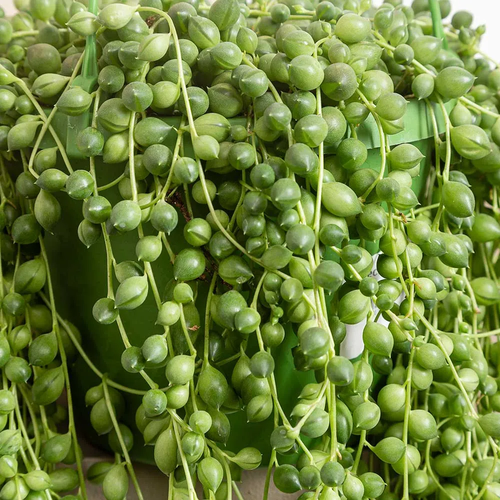 25 - 30cm String of Pearl in Hanging Pot Senecio Rowleyanus 14cm Pot House Plant