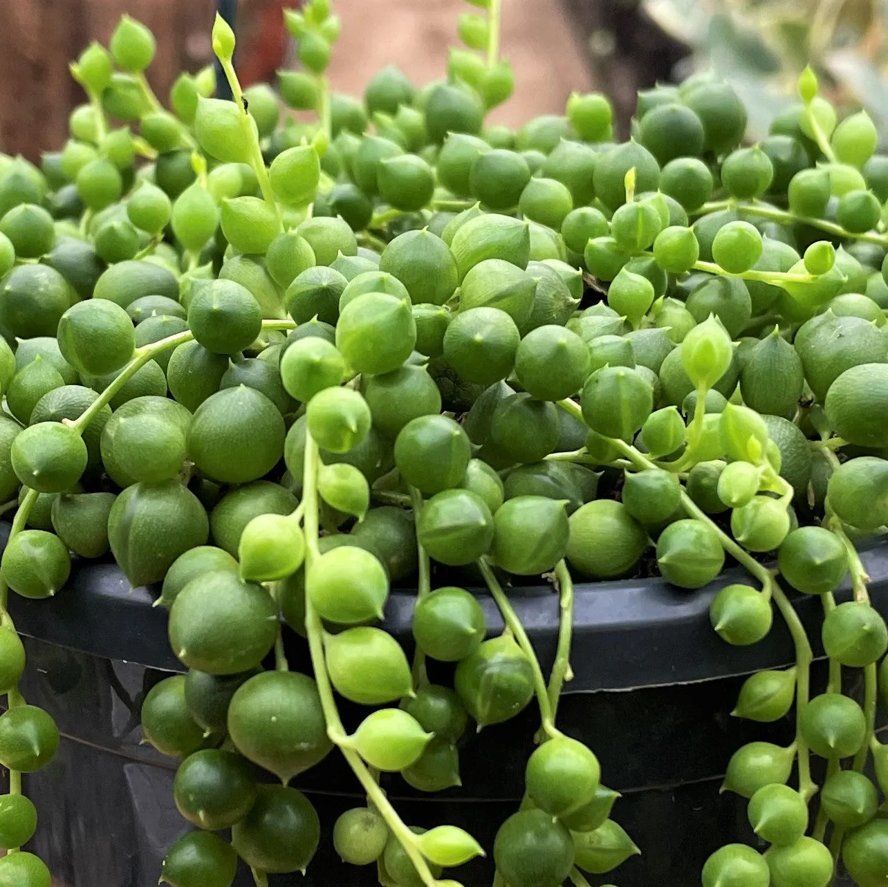 25 - 30cm String of Pearl in Hanging Pot Senecio Rowleyanus 14cm Pot House Plant