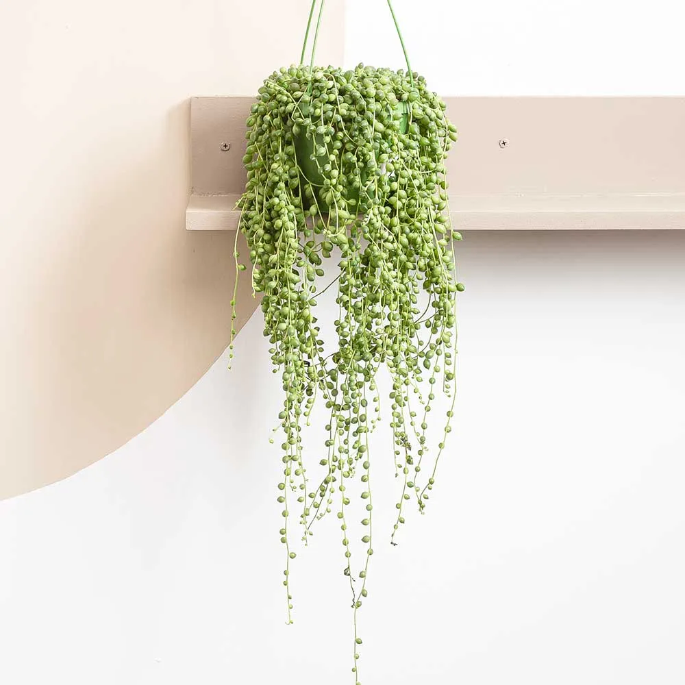 25 - 30cm String of Pearl in Hanging Pot Senecio Rowleyanus 14cm Pot House Plant