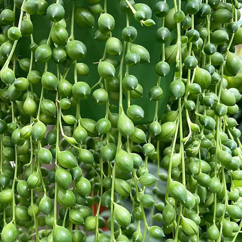 25 - 30cm String of Pearl in Hanging Pot Senecio Rowleyanus 14cm Pot House Plant