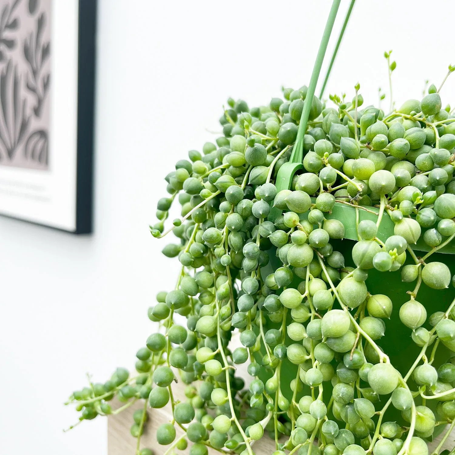 25 - 30cm String of Pearl in Hanging Pot Senecio Rowleyanus 14cm Pot House Plant