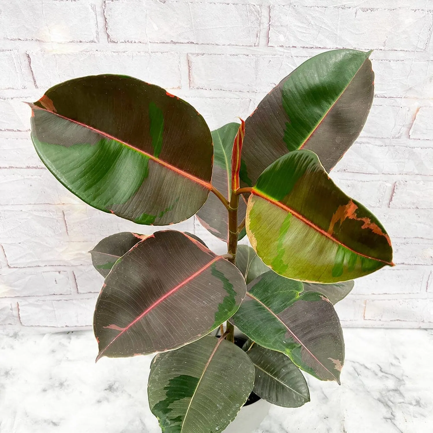 40 - 50cm Ficus Elastica Pink Camouflage Rubber Plant 17cm Pot House Plant