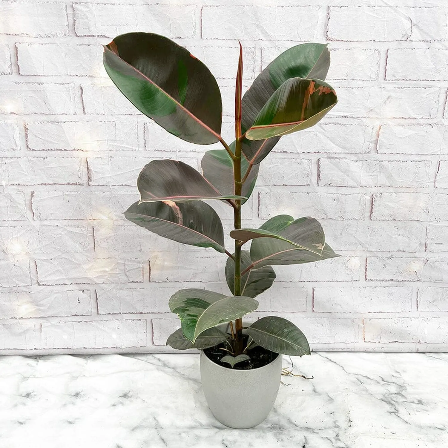 40 - 50cm Ficus Elastica Pink Camouflage Rubber Plant 17cm Pot House Plant