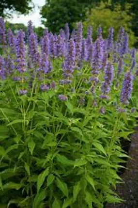 Agastache Blue Fortune QT