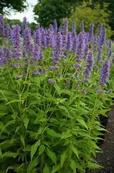 Agastache Blue Fortune QT