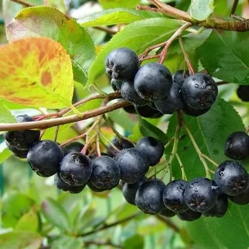 Aronia mitschurini Amit