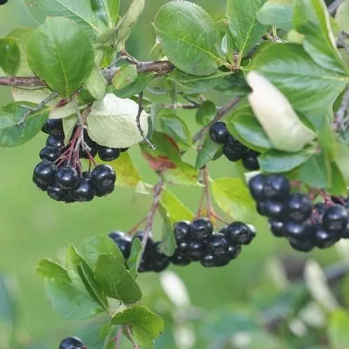 Aronia mitschurini Amit