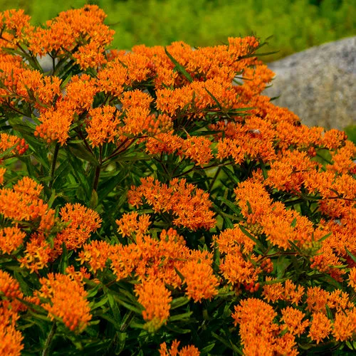 Asclepias tuberosa 1gal