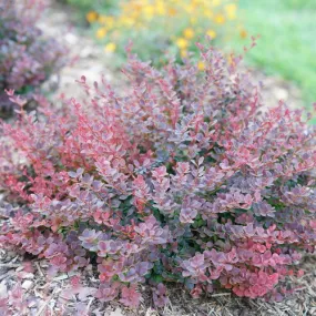 Barberry Shrub Sunjoy Mini Maroon 1g