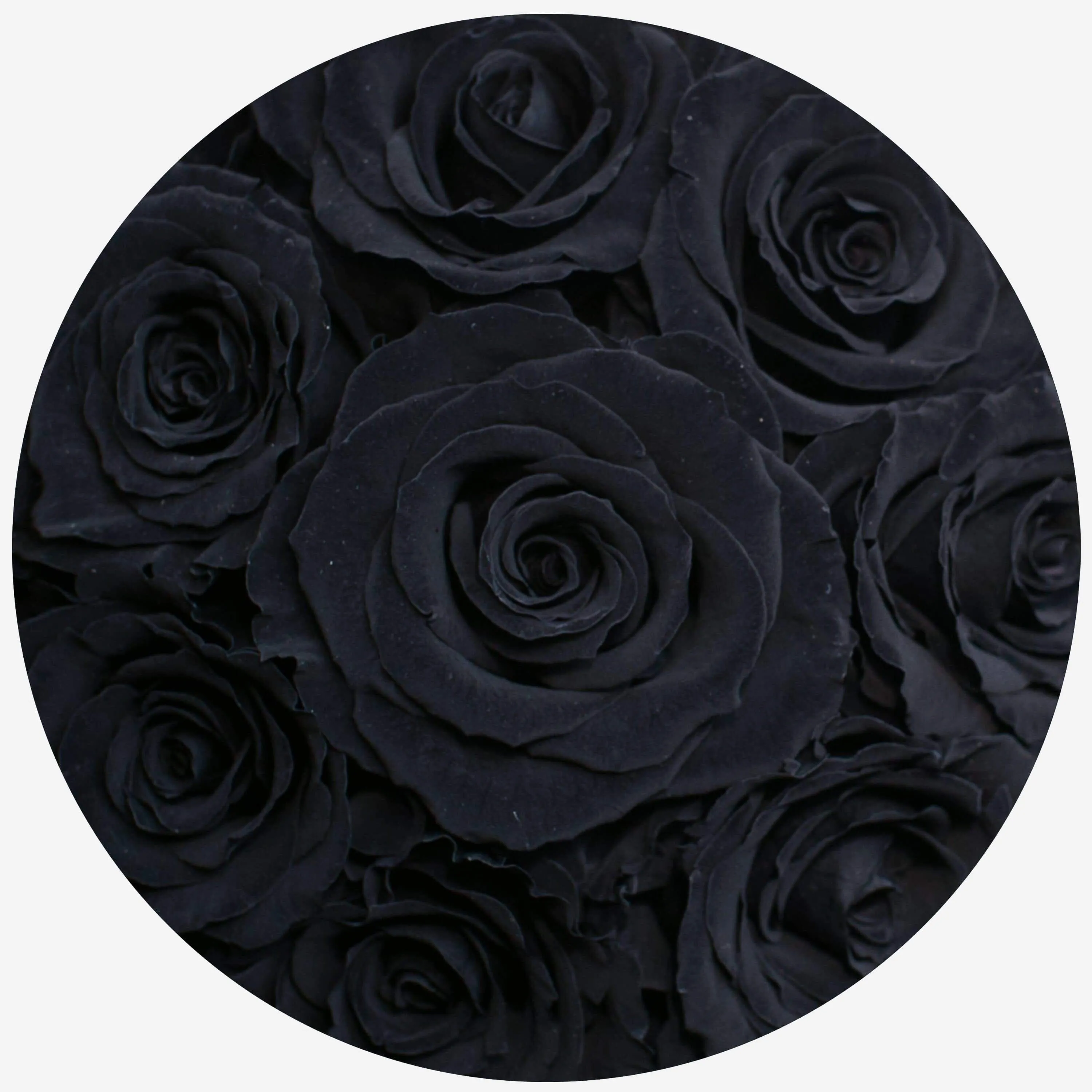 Basic Gold Box | Black Roses