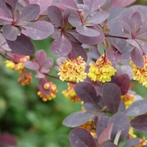 Berberis thunbergii Atropurpurea Nana