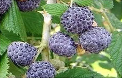 Blackcap Raspberry - Bundle of 5 bareroot plants