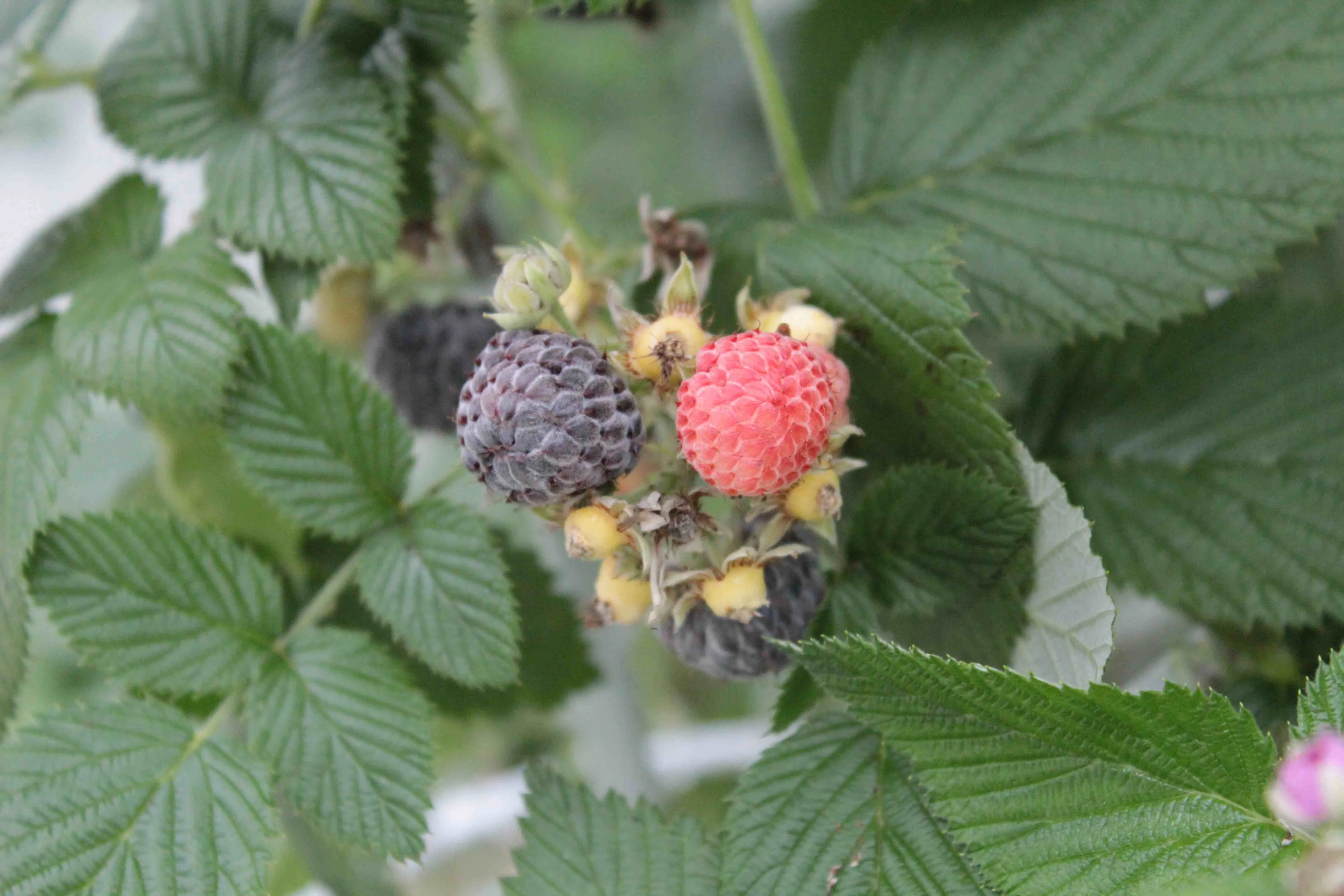 Blackcap Raspberry - Bundle of 5 bareroot plants