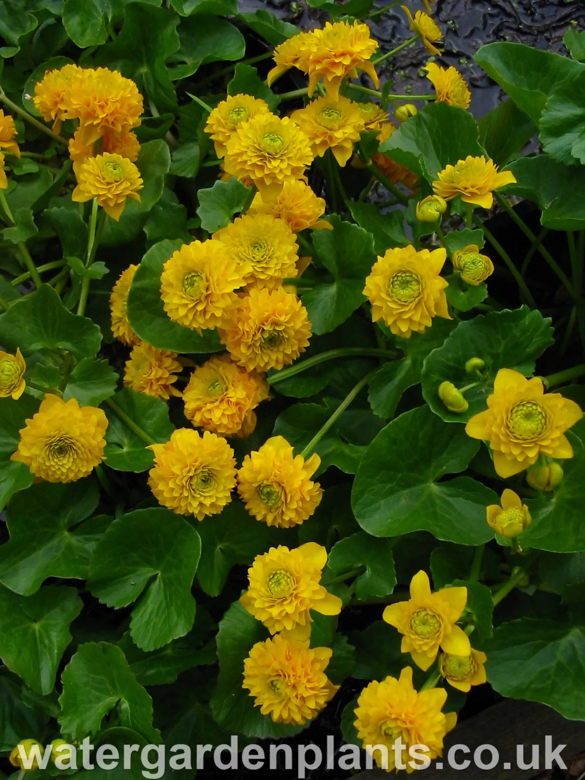 Caltha palustris 'Flore Pleno' - Double Marsh Marigold