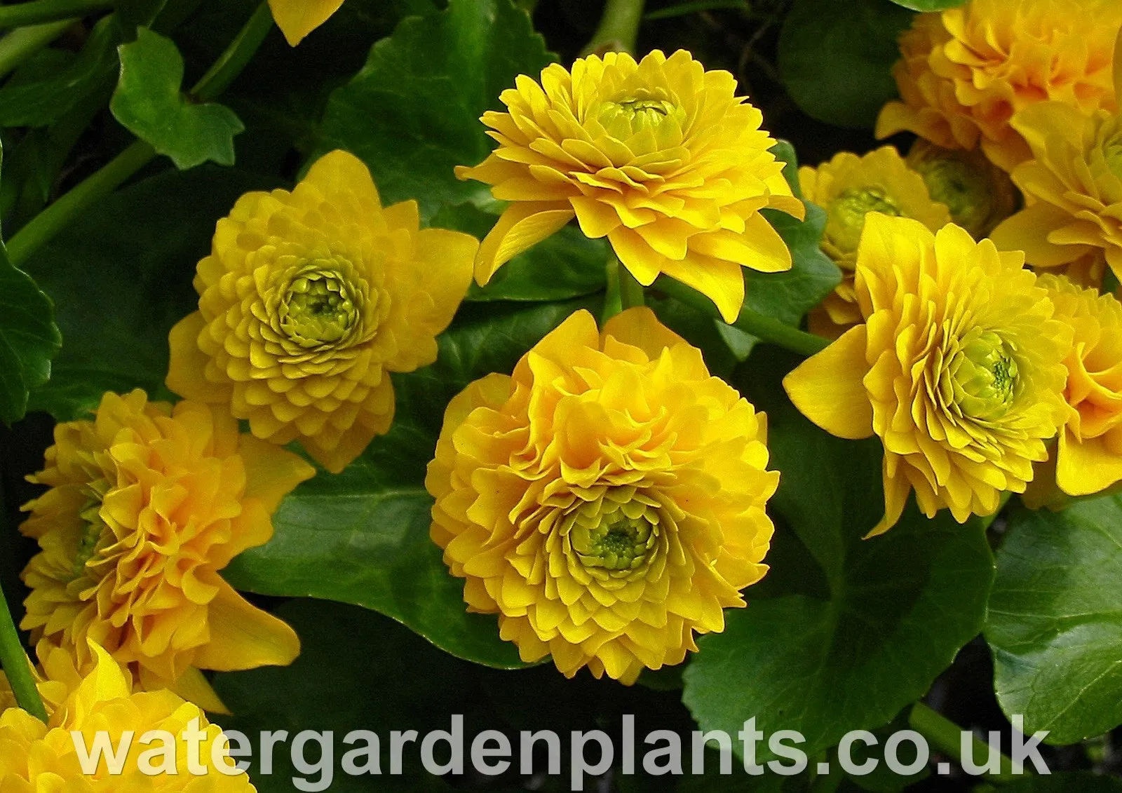 Caltha palustris 'Flore Pleno' - Double Marsh Marigold