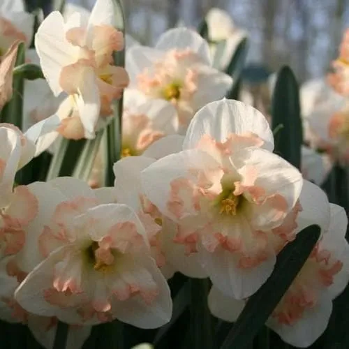 Daffodil Pink Wonder