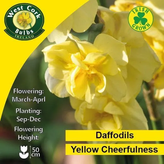 Daffodil Yellow Cheerfulness