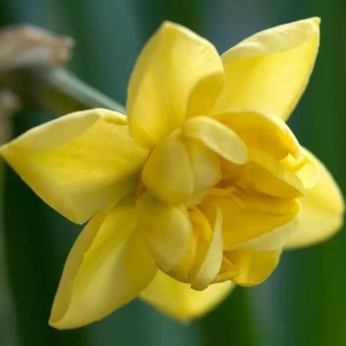 Daffodil Yellow Cheerfulness