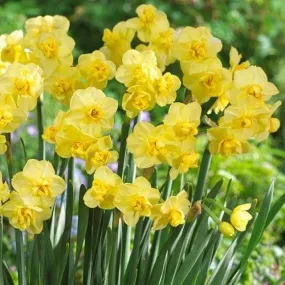 Daffodil Yellow Cheerfulness