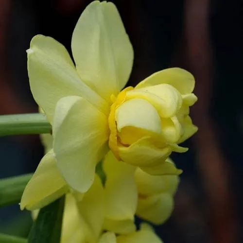 Daffodil Yellow Cheerfulness