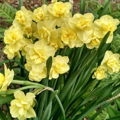 Daffodil Yellow Cheerfulness