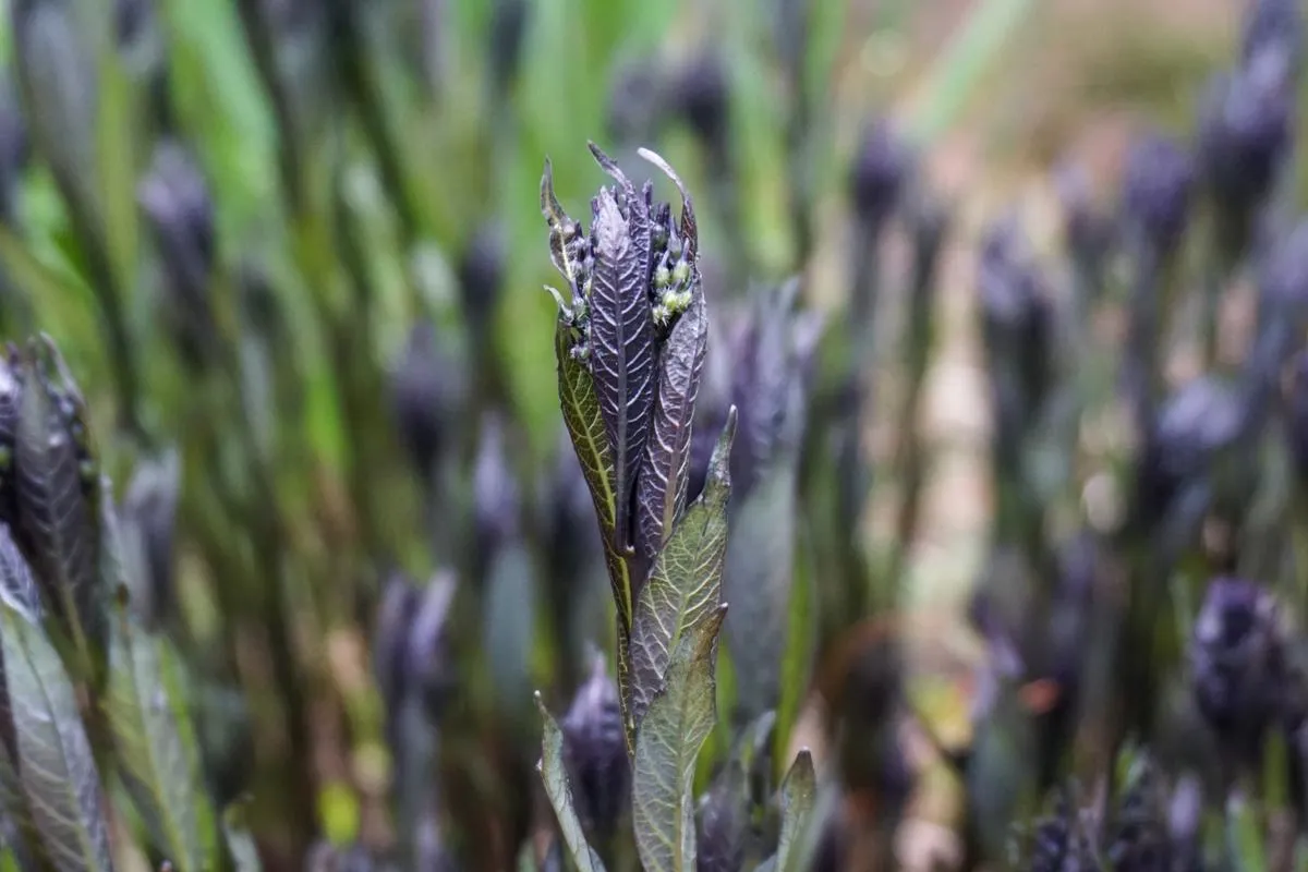 Eastern Bluestar - Amsonia tabernaemontana 'Storm Cloud'