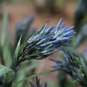 Eastern Bluestar - Amsonia tabernaemontana 'Storm Cloud'