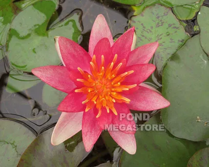 Indiana Dwarf Hardy Waterlily  <br> Dwarf to Small <br>