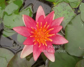 Indiana Dwarf Hardy Waterlily  <br> Dwarf to Small <br>