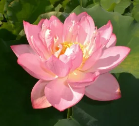 Little Pink Beauty Lotus  <br> Luminous cup shaped blooms!