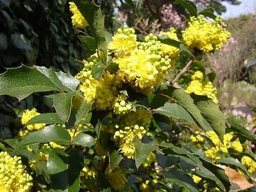 Low Oregon Grape – Bundle of 5 bareroot plants