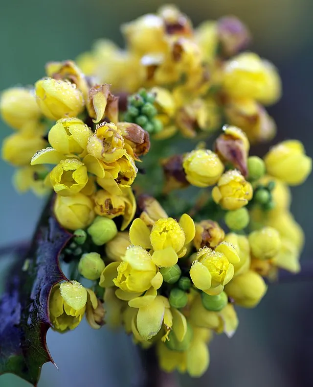 Low Oregon Grape – Bundle of 5 bareroot plants