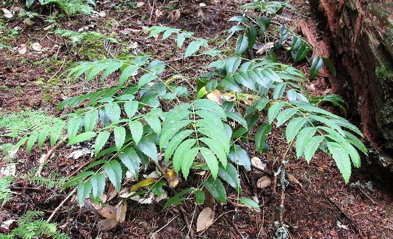 Low Oregon Grape – Bundle of 5 bareroot plants