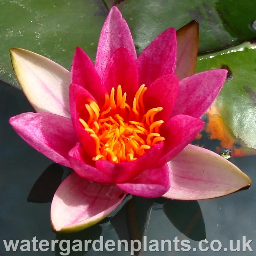 Nymphaea 'Pygmaea Rubra'