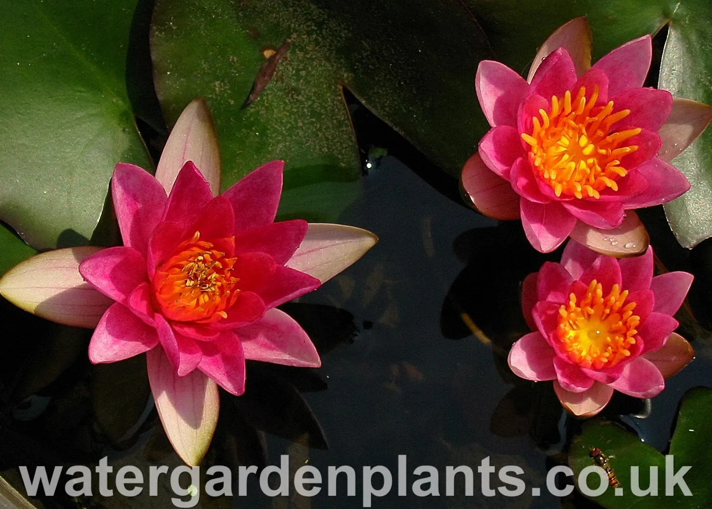 Nymphaea 'Pygmaea Rubra'