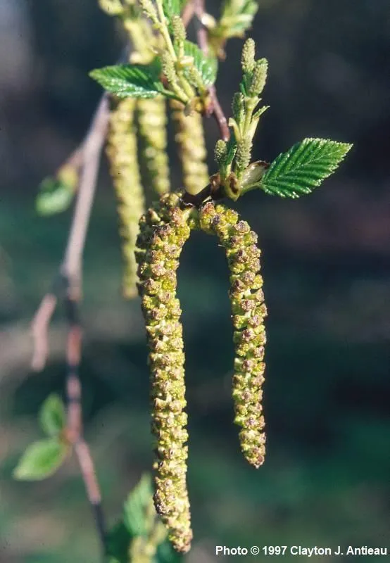 Red Alder - Bundle of 5 bareroot plants