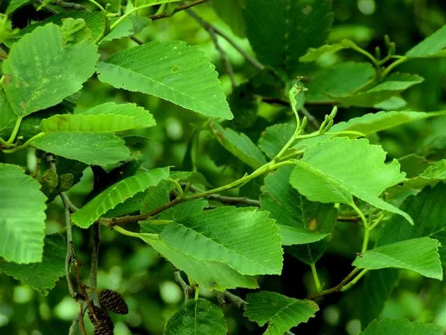 Red Alder - Bundle of 5 bareroot plants