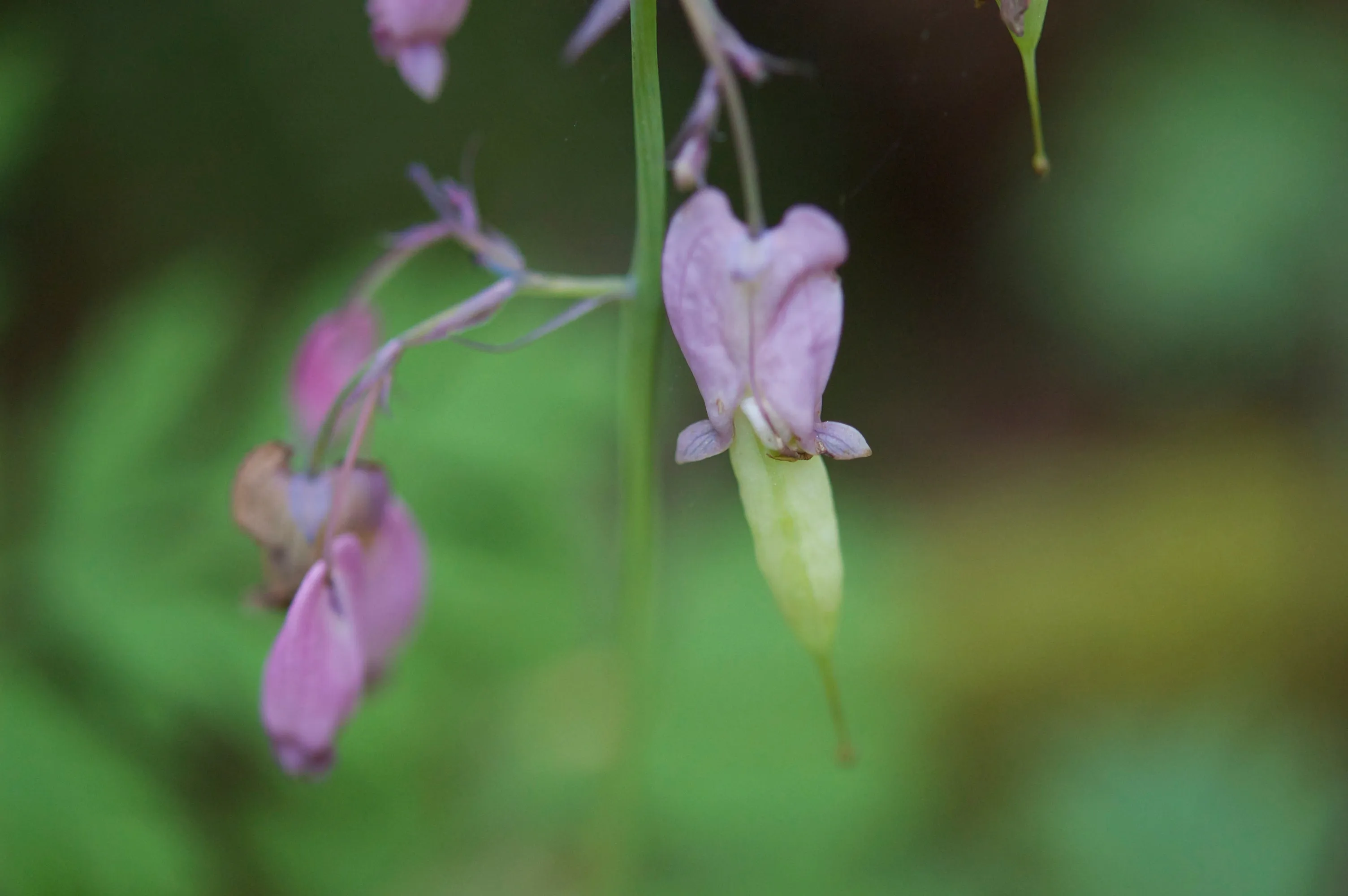 Western Bleeding Heart - bundle of 5 bareroot plants